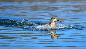 A Duck on a Siskiyou County Lake