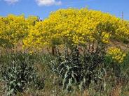 Dyer's Woad or Commonly called Marlahan Mustard