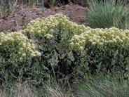 Hoary Cress Noxious Weed