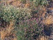 Diffuse Knapweed Noxious Weed