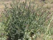 Scotch Thistle is a Noxious Weed