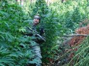 Eradicating a marijuana grow on public land near Horse Creek
