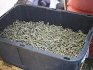 Marijuana that has been processed