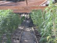 An Inside illegal grow