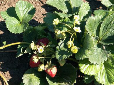 Strawberry plant in the ground in Eastern Siskiyou County
