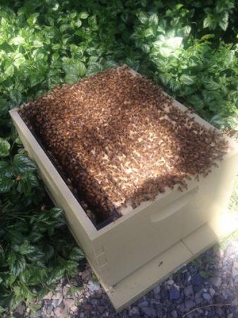 An open bee hive with bees in evidence